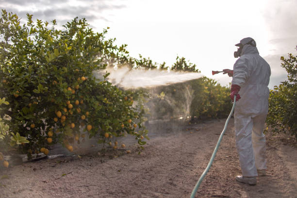 Best Affordable Pest Control Services  in Nicholson, MS