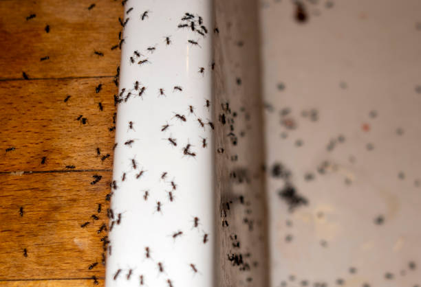 Best Residential Pest Control  in Nicholson, MS