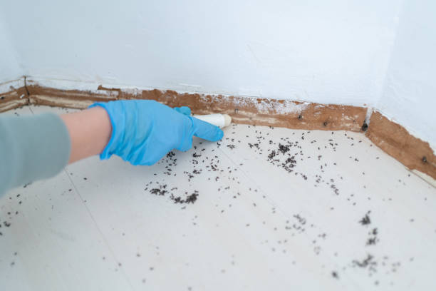 Best Ant Control Services  in Nicholson, MS